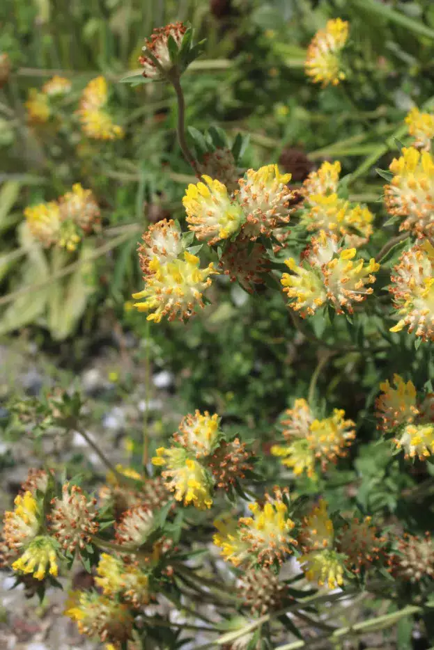 Anthyllis vulneraria - Wundklee