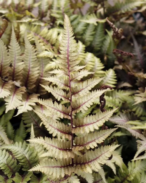 Anthyrium 'Metallicum' - Regenbogenfarn