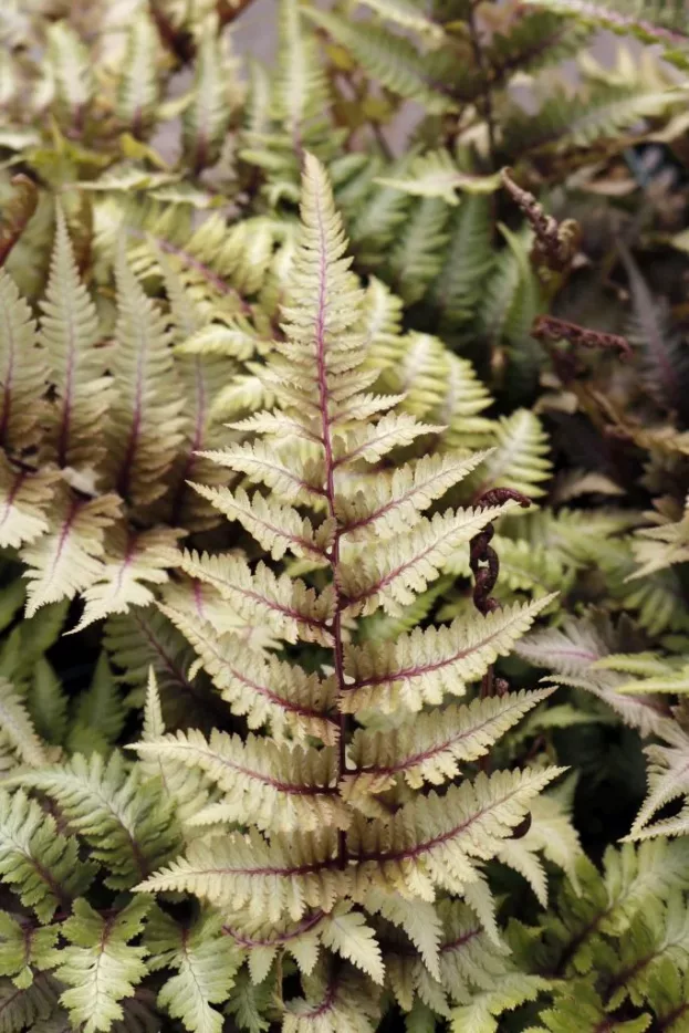 Anthyrium 'Metallicum' - Regenbogenfarn