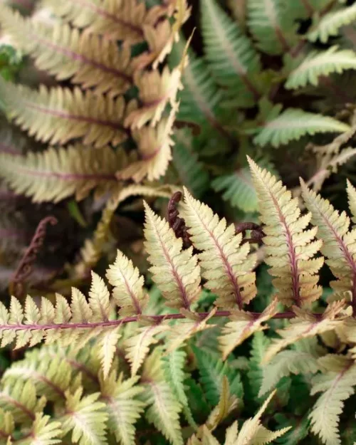 Anthyrium 'Metallicum' - Regenbogenfarn