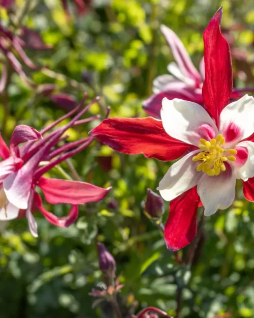 Aquilegia 'Crimson Star', Rote Akelei