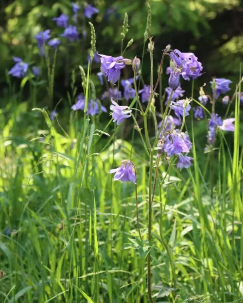 Aquilegia vulgaris