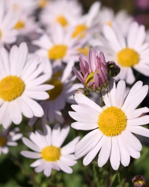 Arctanthemum arcticum 'Roseum', Grönlandmargerite