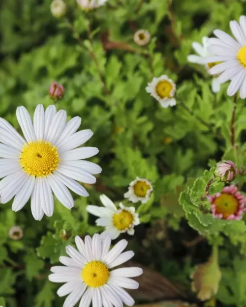 Arctanthemum arcticum, Grönlandmargerite