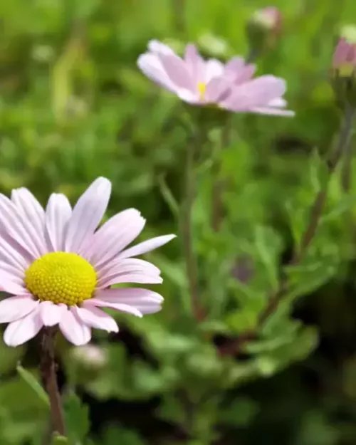 Arctanthemum arcticum 'Roseum', Rosa Grönland-Margerite
