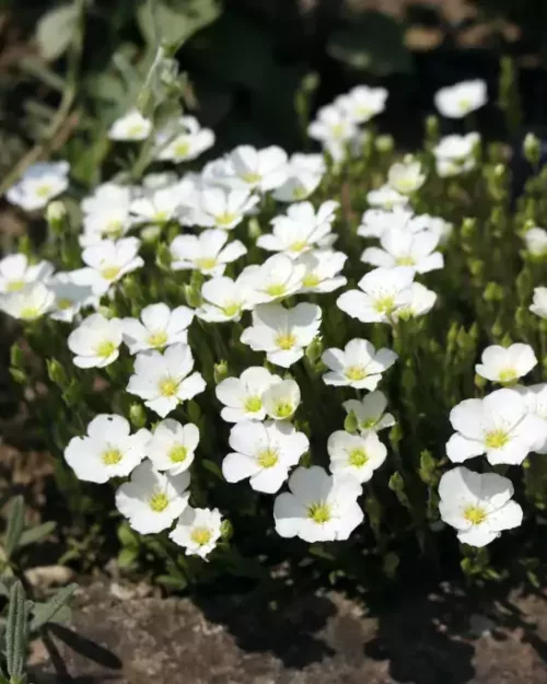 Arenaria montana, Berg-Sandkraut