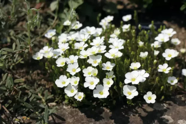 Arenaria montana, Berg-Sandkraut