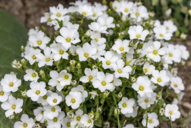Arenaria montana, Bergs-Sandkraut
