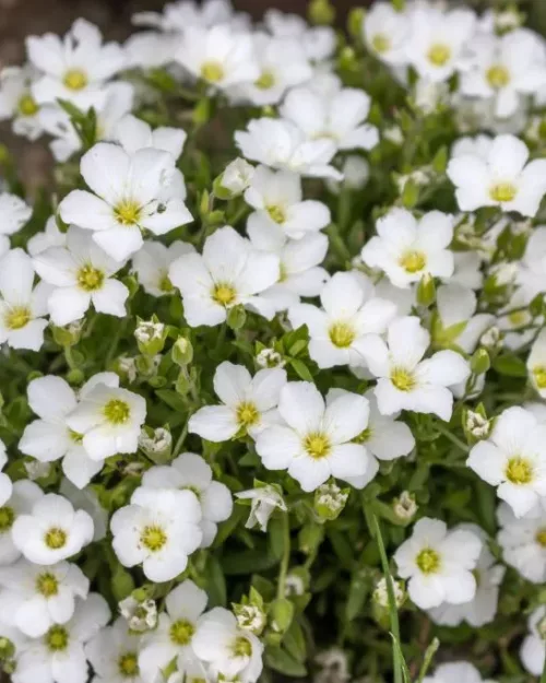 Arenaria montana, Bergs-Sandkraut