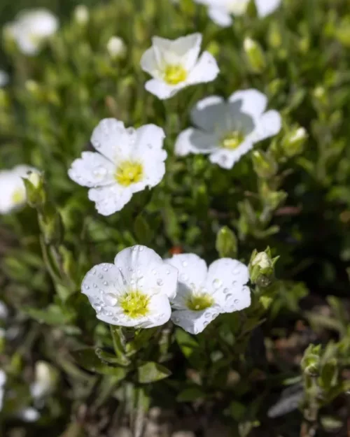 Arenaria montana, Berg-Sandkraut