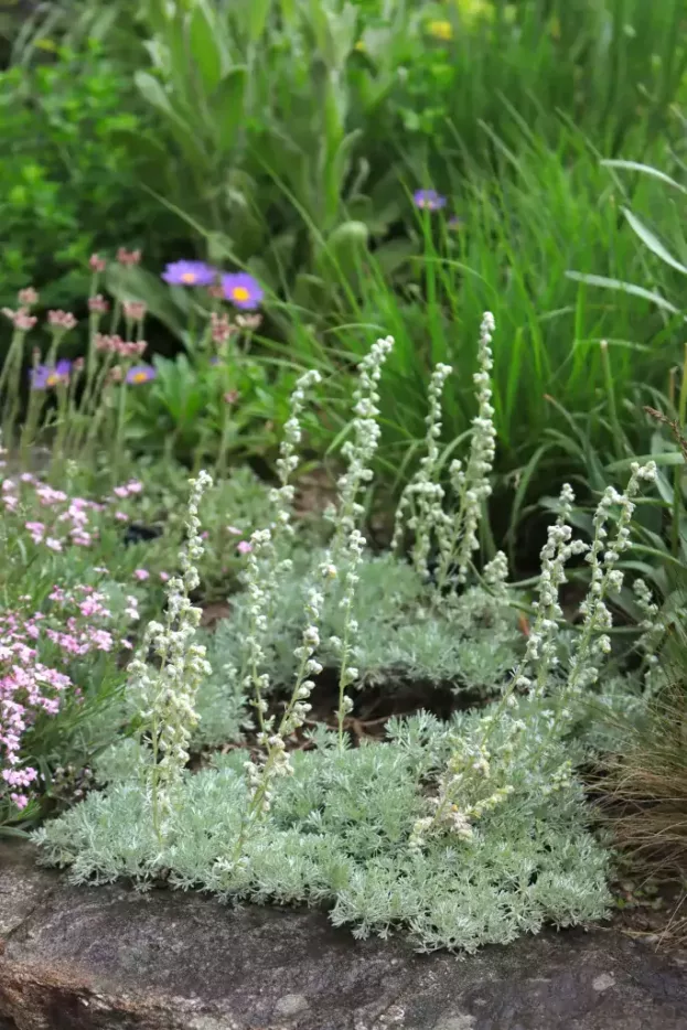 Artemisia assoana, Teppich-Wermut