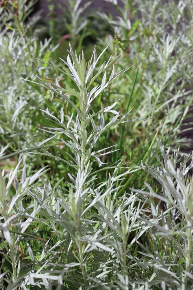 Artemisia ludoviciana var. albula 'Silver Queen', Silberraute, Silber-Beifuß