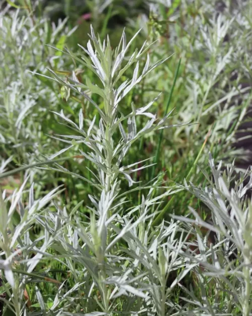 Artemisia ludoviciana var. albula 'Silver Queen', Silberraute, Silber-Beifuß