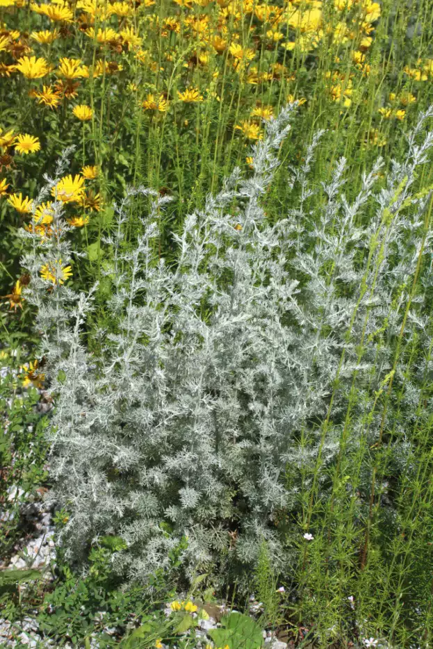 Artemisia santonicum, Salzsteppen-Wermut