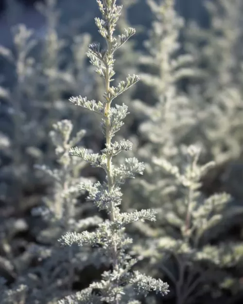 Artemisia santonicum, Salzsteppen-Wermut