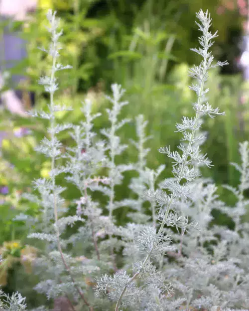 Artemisia santonicum, Salzsteppen-Wermut