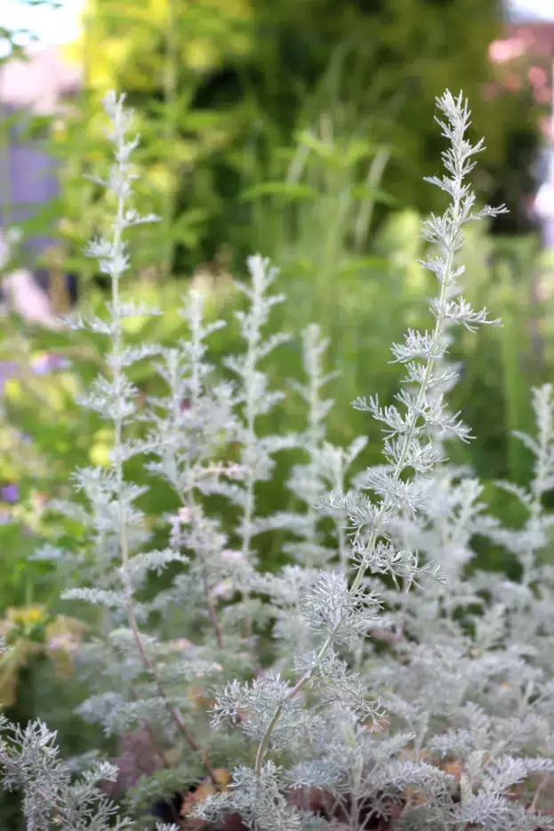 Artemisia santonicum, Salzsteppen-Wermut