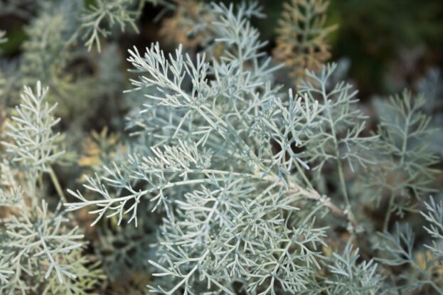 Artemisia santonicum, Salzsteppen-Wermut