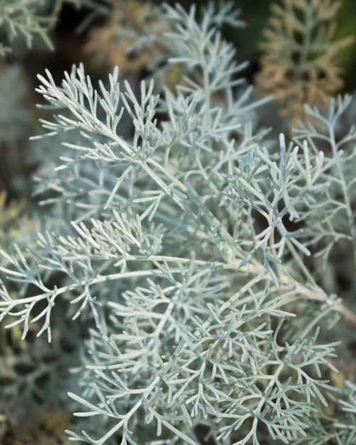 Artemisia santonicum, Salzsteppen-Wermut