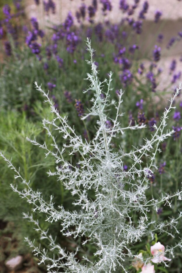 Artemisia santonicum, Salzsteppen-Wermut