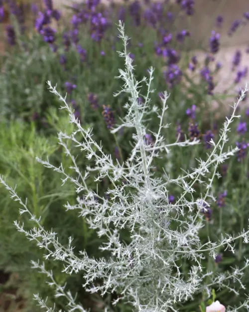 Artemisia santonicum, Salzsteppen-Wermut