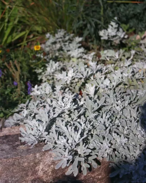 Artemisia stelleriana, Silber-Beifuß