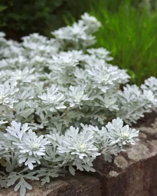 Artemisia stelleriana, Silber-Beifuß