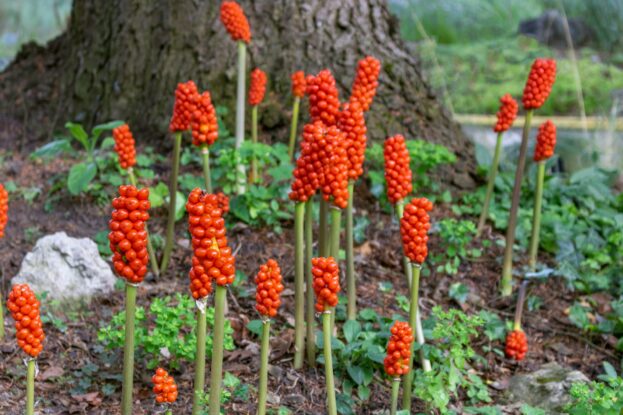 Arum italicum, Italienischer Aronstab