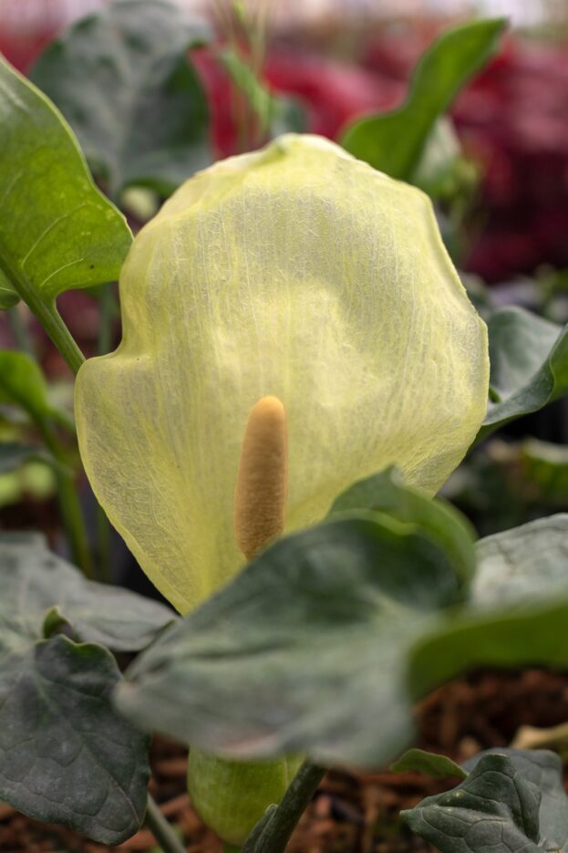 Arum italicum, Italienischer Aronstab