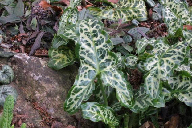 Arum italicum, Aronstab