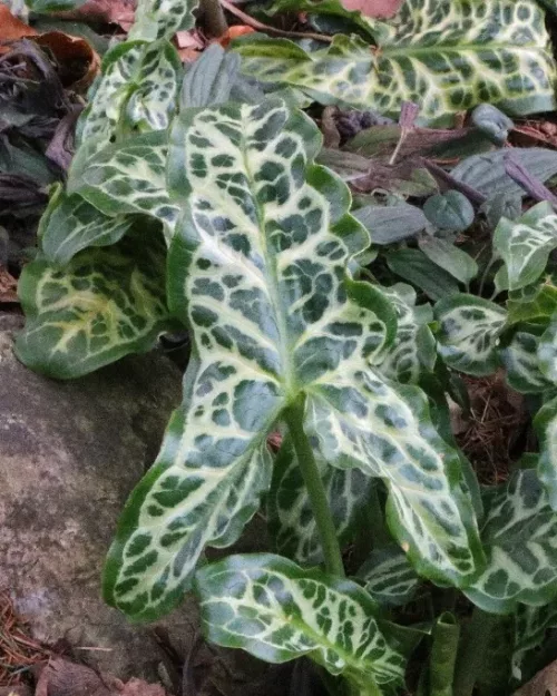 Arum italicum, Aronstab