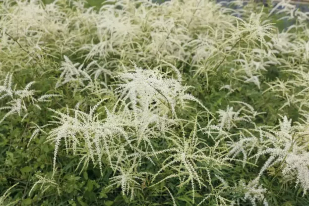 Aruncus 'Kneiffii', Geschlitzter Wald-Geißblatt