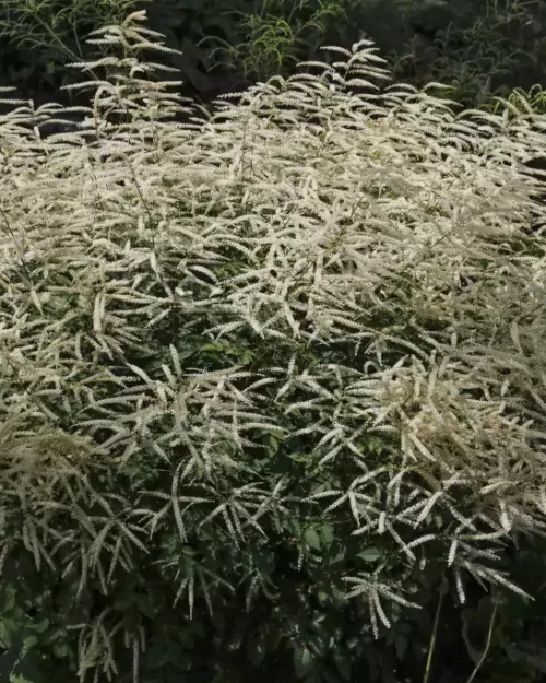 Aruncus 'Misty Lace', Zwerg-Geißbart