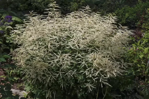 Aruncus 'Misty Lace', Zwerg-Geißbart