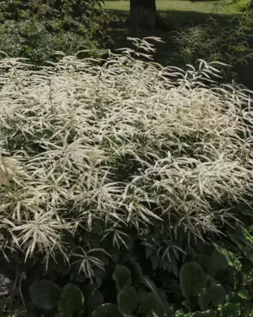 Aruncus 'Misty Lace', Zwerg-Geißbart