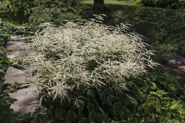 Aruncus 'Misty Lace', Zwerg-Geißbart