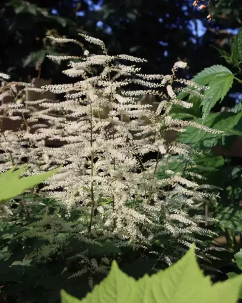 Aruncus 'Misty Lace', Zwerg-Geißbart