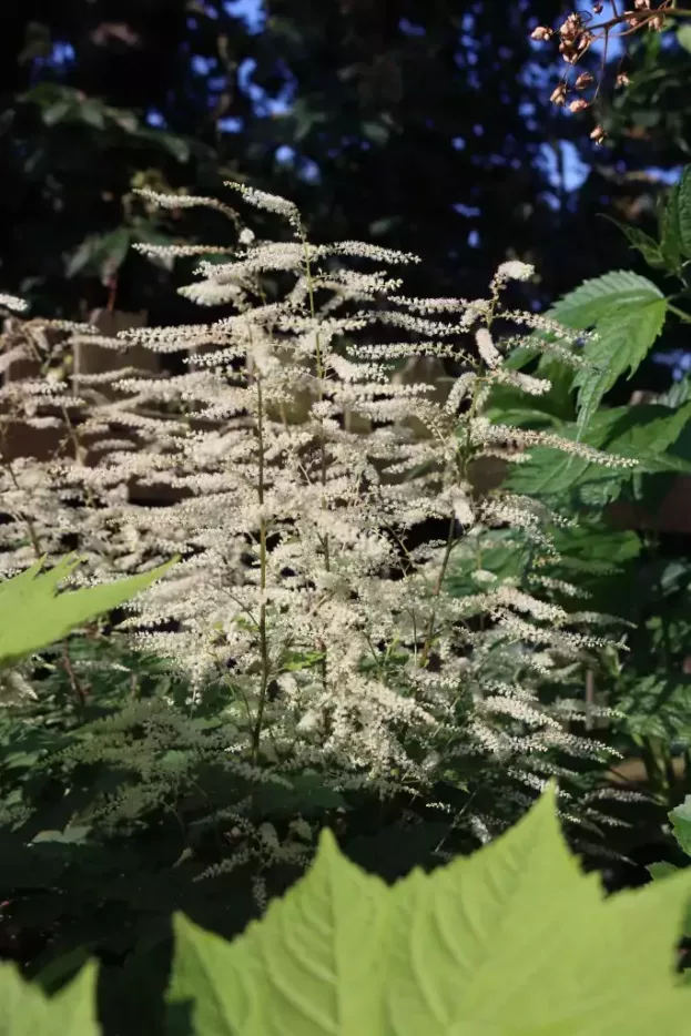 Aruncus 'Misty Lace', Zwerg-Geißbart