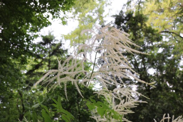 Aruncus dioicus, Geißbart