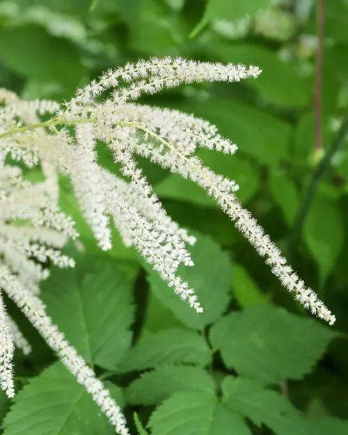 Aruncus dioicus, Geißbart