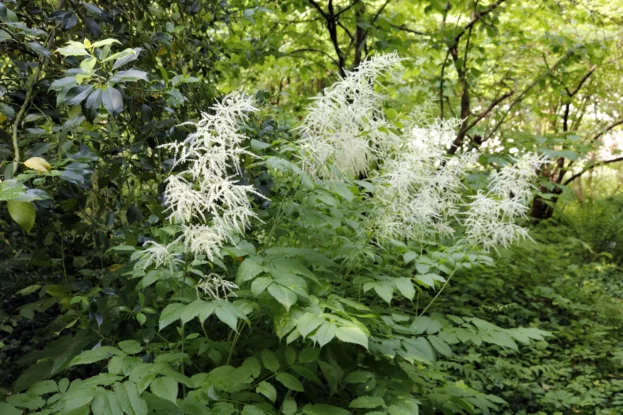 Aruncus dioicus, Waldgeißbart