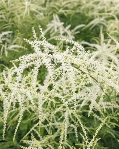 Aruncus kneiffii, Schlitzblättriger Geißbart