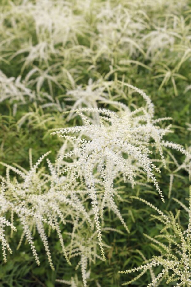 Aruncus kneiffii, Schlitzblättriger Geißbart