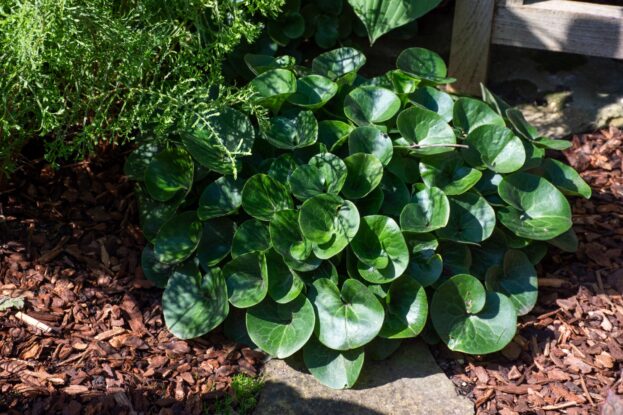 Asarum europaeum, Europäische Haselwurz