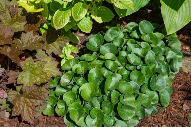 Asarum europaeum, Europäische Haselwurz