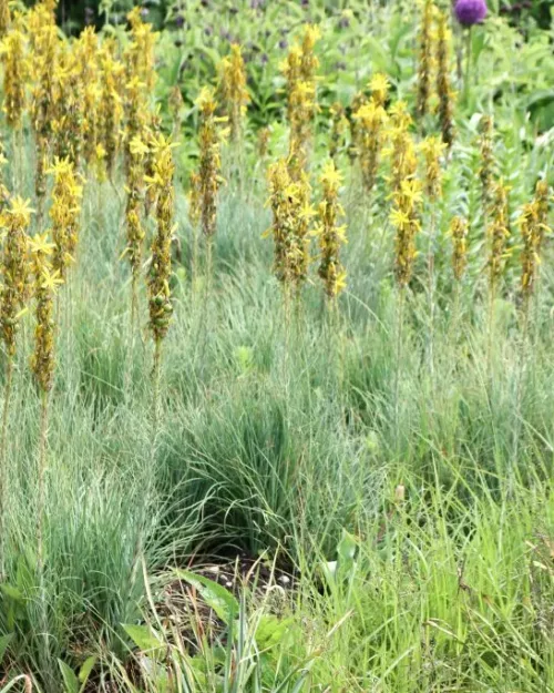 Asphodeline lutea, Junkerlilie