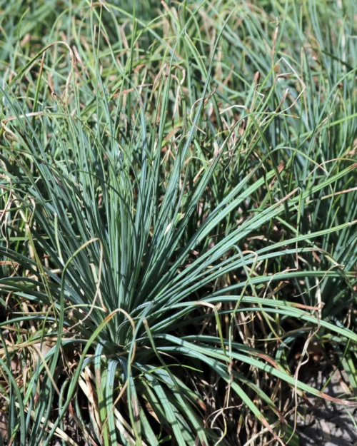 Asphodeline lutea