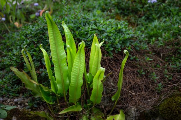 Asplenium scolopendrium, Hirschzungenfarn