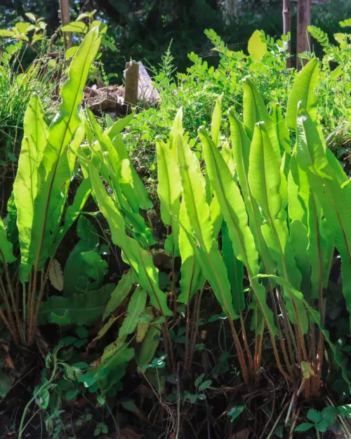 Asplenium scolopendrium, Hirschzungenfarn