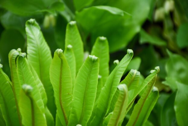 Asplenium scolopendrium, Hirschzungenfarn